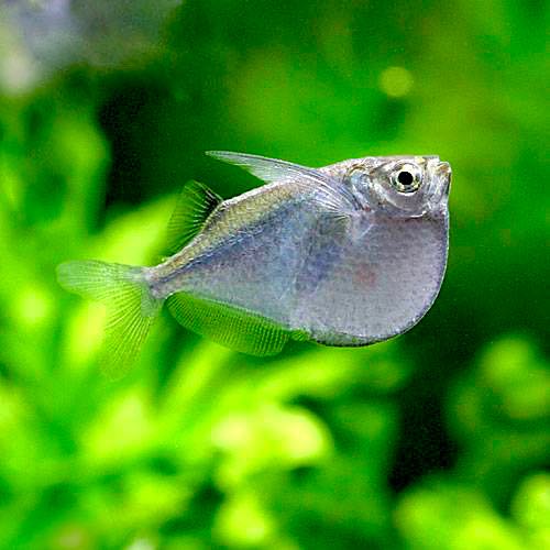 Thor.stellatus-Grote zilver bijlzalm 2,5